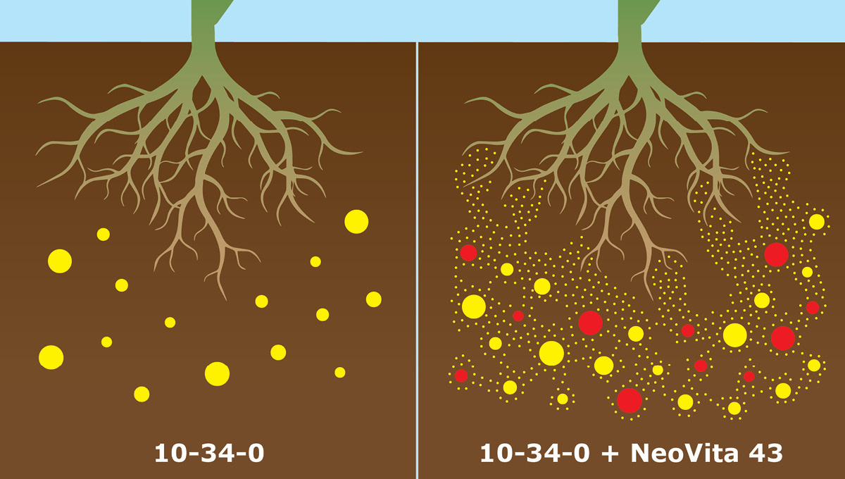 Illustration of NeoVita 43 boosting beneficial soil microbe 