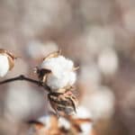 cotton on plant