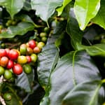 coffee berries on plant