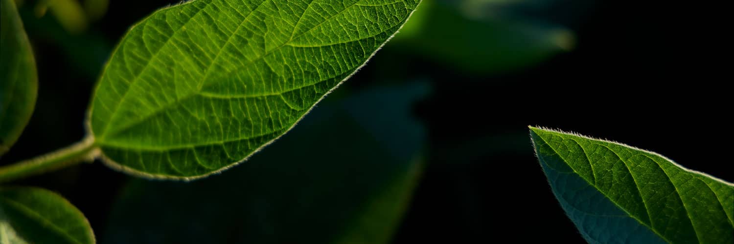 close up of a soybean leaf