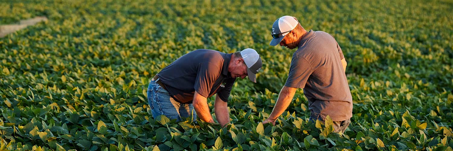 two producers picking soybeans