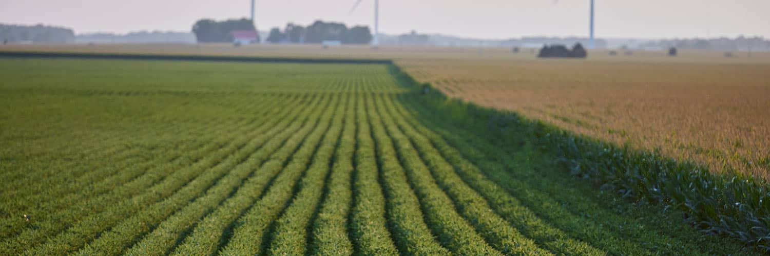 soybean field