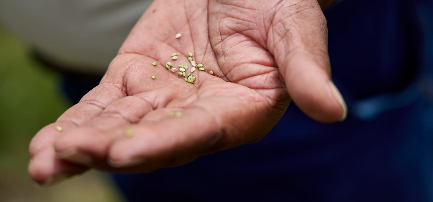 tiny seeds in the palm of a hand