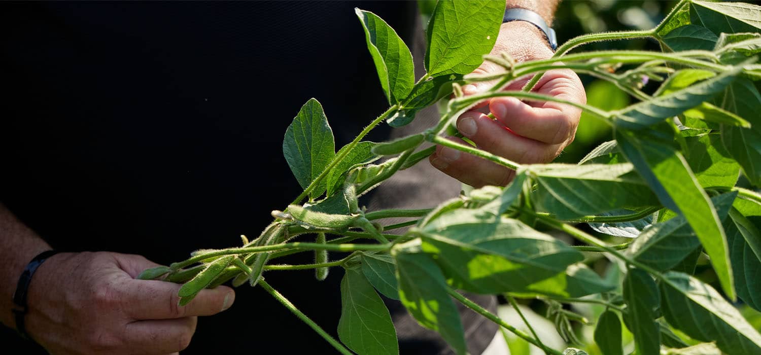 close-up of a producer holding a soybean plant