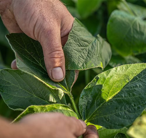 producers hand holding a soybean plant