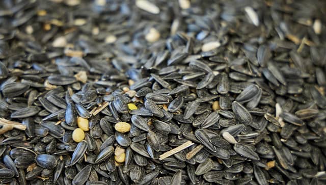 sunflower seeds
