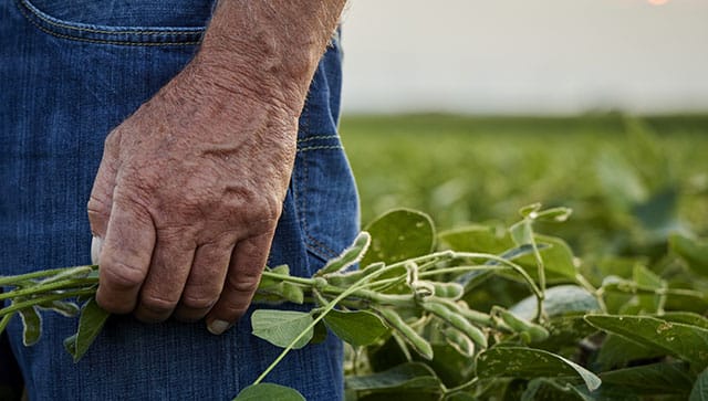 close up of a farmers hand holding a plant