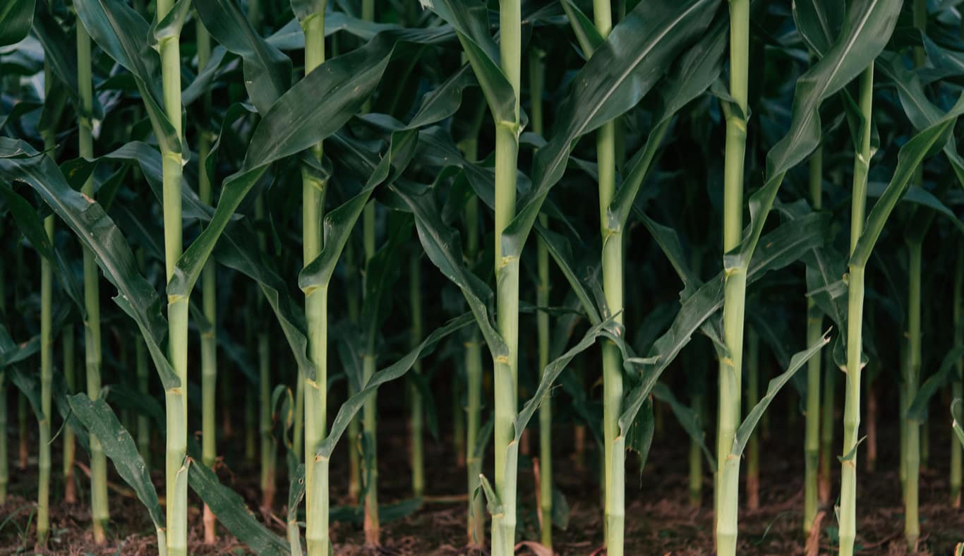 Cash | Grain Marketing Contracts and Tools from ADM Advantage